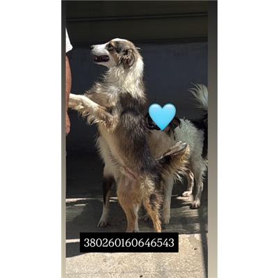 Comune di Quarto - Cane - Microchip 380260160646543