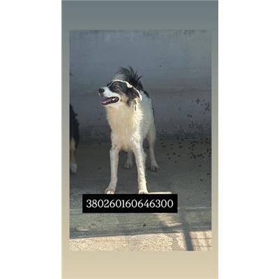 Comune di Quarto - Cane - Microchip 380260160646300