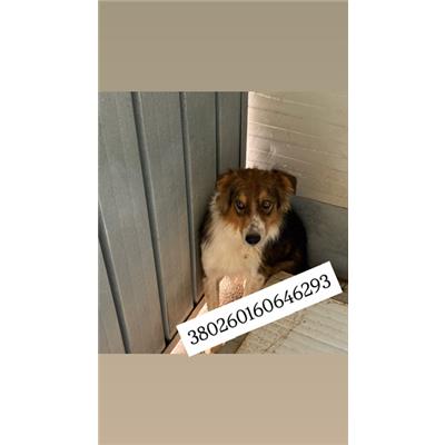 Comune di Quarto - Cane - Microchip 380260160646293