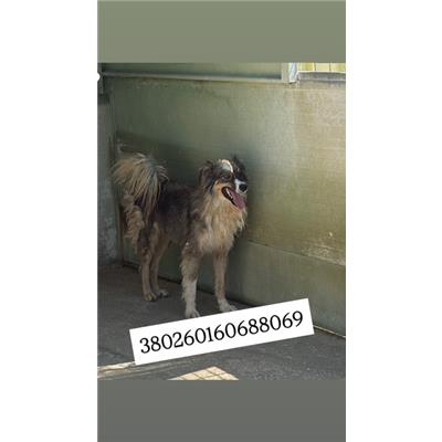 Comune di Quarto - Cane - Microchip 380260160688069