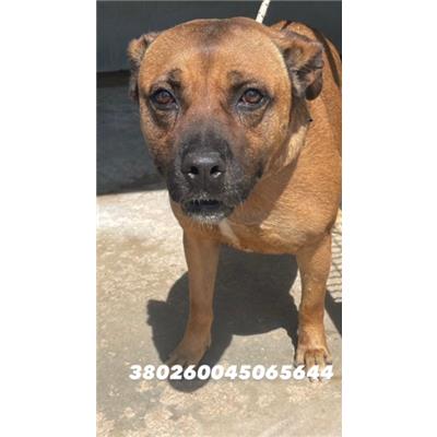 COMUNE DI GIUGLIANO  - Cane - Microchip 380260045065644