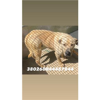 COMUNE DI GIUGLIANO  - Cane - Microchip 380260044487844