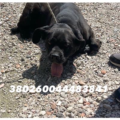 COMUNE DI GIUGLIANO  - Cane - Microchip 380260044483841