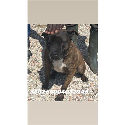COMUNE DI GIUGLIANO  - Cane - Microchip 380260004032945