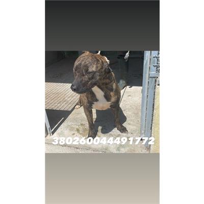 COMUNE DI GIUGLIANO  - Cane - Microchip 380260044491772