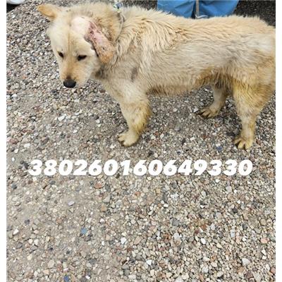 Comune di Quarto - Cane - Microchip 380260160649330