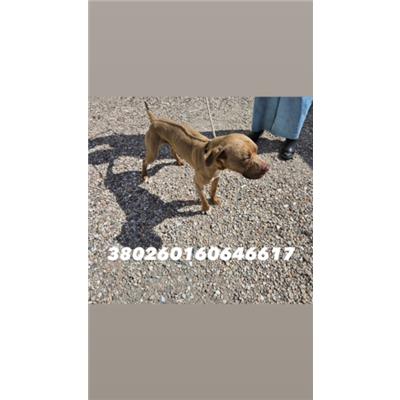 Comune di Pozzuoli - Cane - Microchip 380260160646617