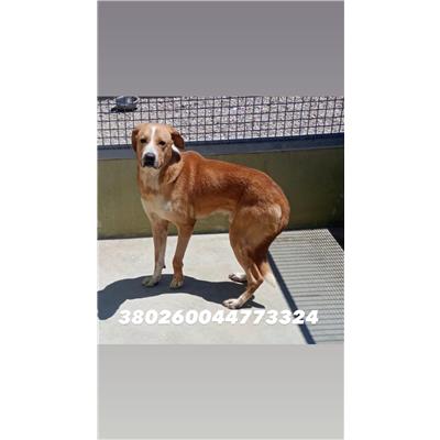 CASTELLAMMARE DI STABIA  - Cane - Microchip 380260044773324