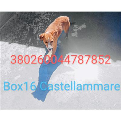 CASTELLAMMARE DI STABIA  - Cane - Microchip 380260044787852