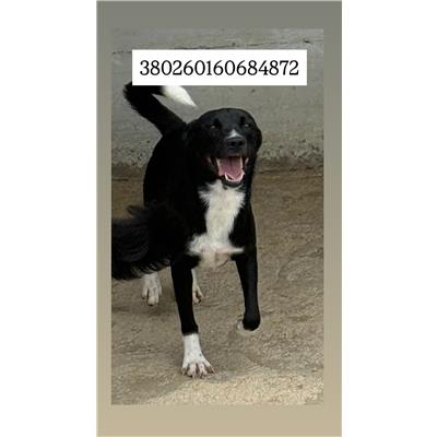 Comune di Quarto - Cane - Microchip 380260160684872