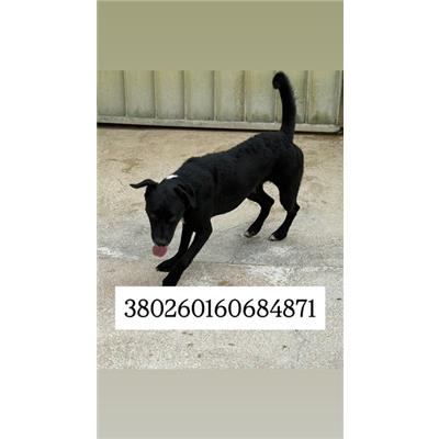 Comune di Quarto - Cane - Microchip 380260160684871