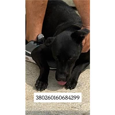 Comune di Quarto - Cane - Microchip 380260160684299