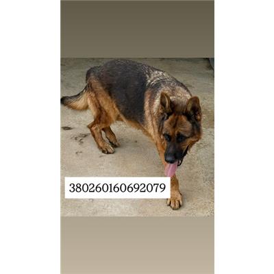 Comune di Quarto - Cane - Microchip 380260160692079