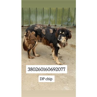 Comune di Quarto - Cane - Microchip 380260160687733