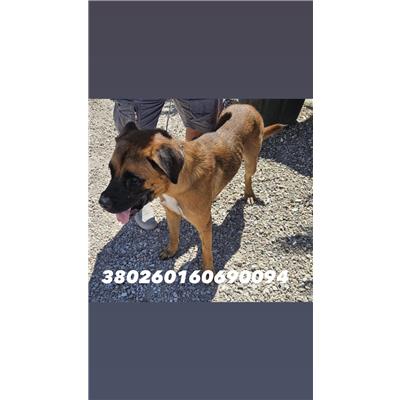 Comune di Quarto - Cane - Microchip 380260160690094