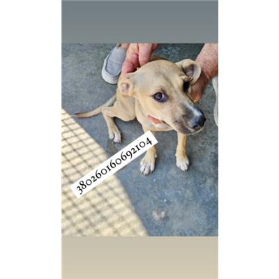 Comune di Quarto - Cane - Microchip 380260160692104