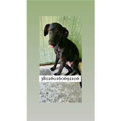 Comune di Quarto - Cane - Microchip 380260160692106