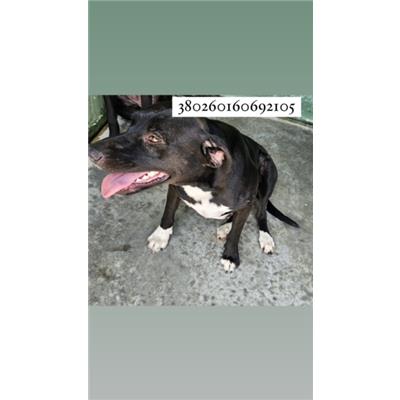 Comune di Quarto - Cane - Microchip 380260160692105