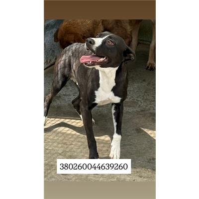 Comune di Quarto - Cane - Microchip 380260044639260