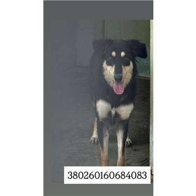 Comune di Quarto - Cane - Microchip 380260160684083