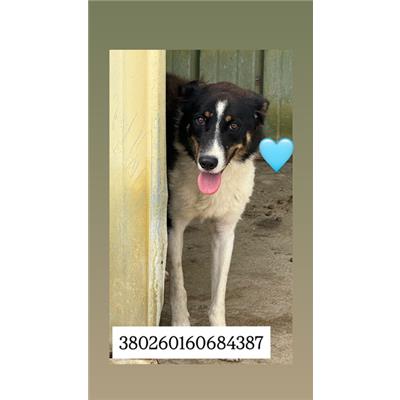 Comune di Quarto - Cane - Microchip 380260160684387