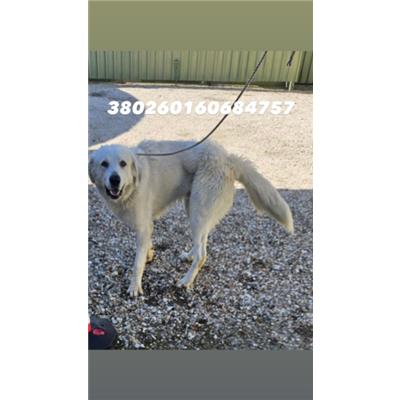 Comune di Pozzuoli - Cane - Microchip 380260160684757