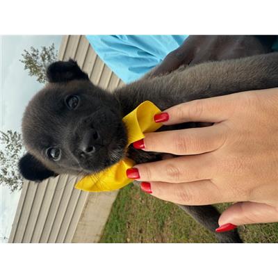 Comune di Quarto - Cane - Microchip 380260160690439