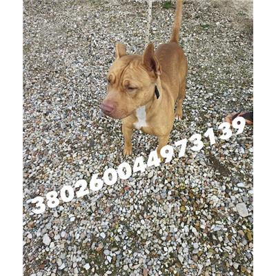 CASTELLAMMARE DI STABIA  - Cane - Microchip 380260044973139