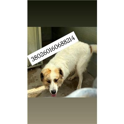 Comune di Quarto - Cane - Microchip 380260160688214