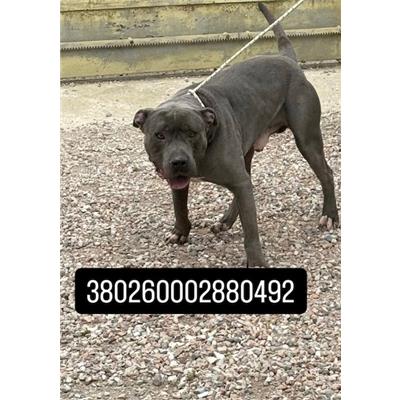 Comune di Quarto - Cane - Microchip 380260002880492