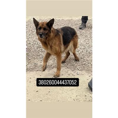 Comune di Quarto - Cane - Microchip 380260044437052