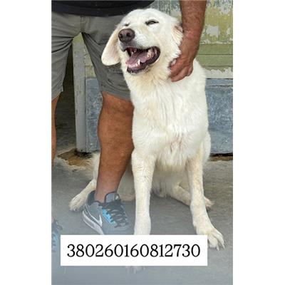 Comune di Quarto - Cane - Microchip 380260160812730