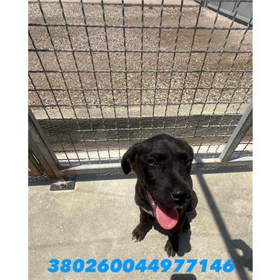 CASTELLO DI CISTERNA - Cane - Microchip 380260044977146