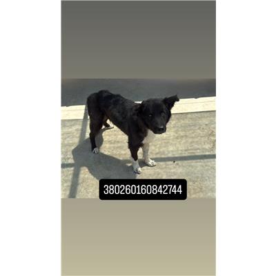 Comune di Quarto - Cane - Microchip 380260160842744