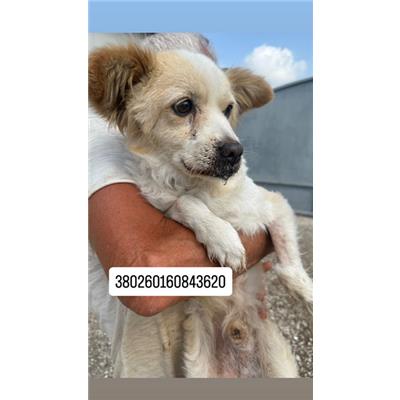 Comune di Quarto - Cane - Microchip 380260160843620