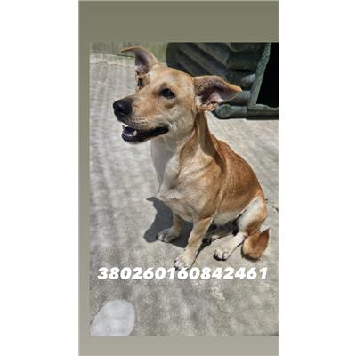 Comune di Quarto - Cane - Microchip 380260160842461