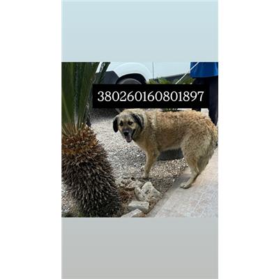 Comune di Quarto - Cane - Microchip 380260160801897