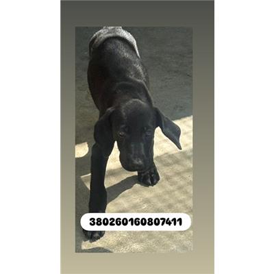 Comune di Quarto - Cane - Microchip 380260160807411
