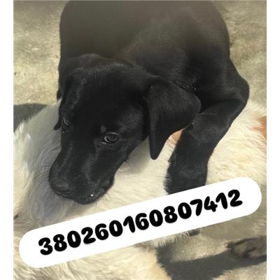 Comune di Quarto - Cane - Microchip 380260160807412