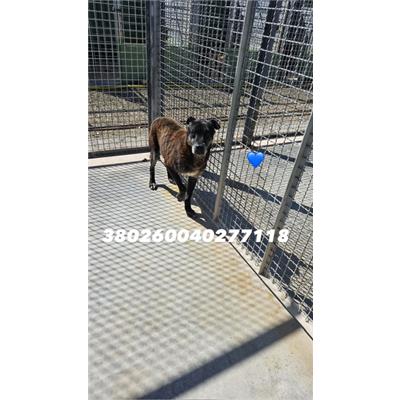 Comune di Pozzuoli - 380260040277118