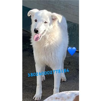 Comune di Pozzuoli - 380260002778184