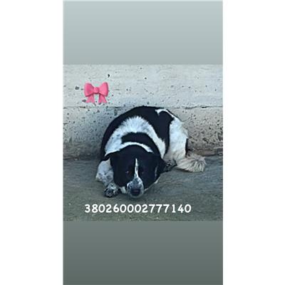 Comune di Pozzuoli - 380260002777140