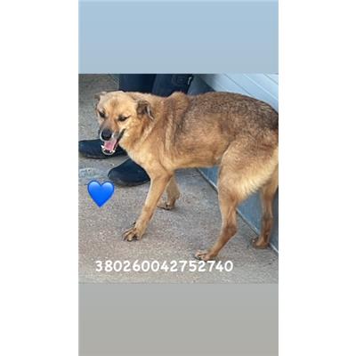 Comune di Pozzuoli - 380260042752740