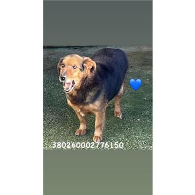 Comune di Pozzuoli - 380260002776150