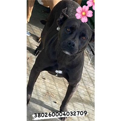 Comune di Pozzuoli - 380260004032709