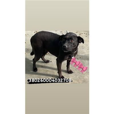 Comune di Pozzuoli - 380260004032708