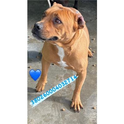 Comune di Pozzuoli - 380260004032714