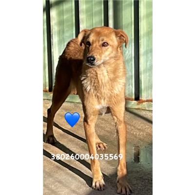 Comune di Pozzuoli - 380260004035569