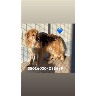 Comune di Pozzuoli - 380260004035489