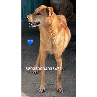 Comune di Pozzuoli - 380260004035472